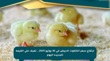 ارتفاع سعر الكتكوت الأبيض في 30 يوليو 2025.. تعرف على القيمة الجديدة اليوم